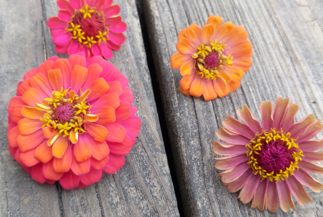 Some favorite Zinnias in our breeding project on the wooden deck, pink and orange tones