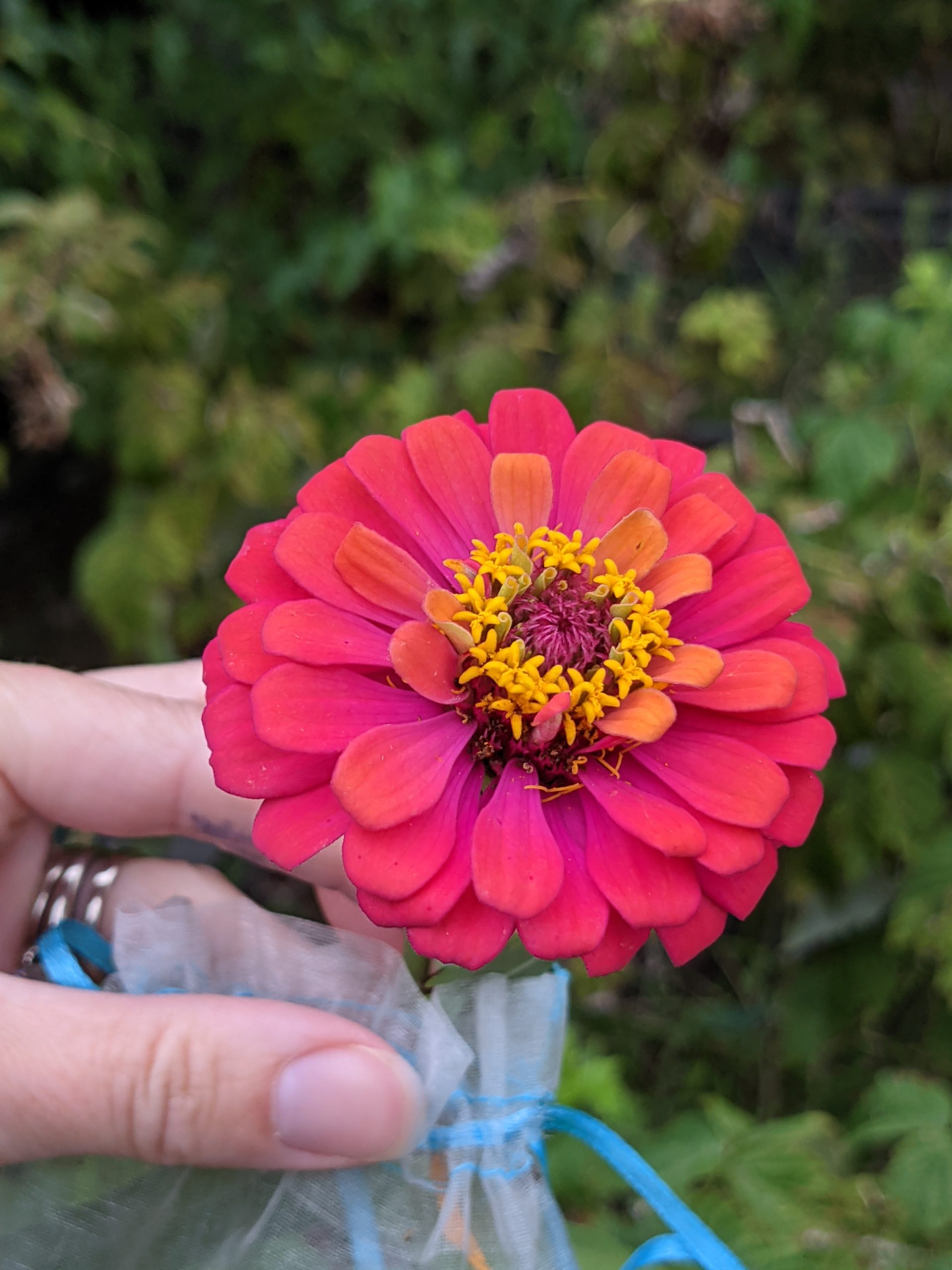 Sunset zinnia - color-changing raspberry to orange from 2022 line