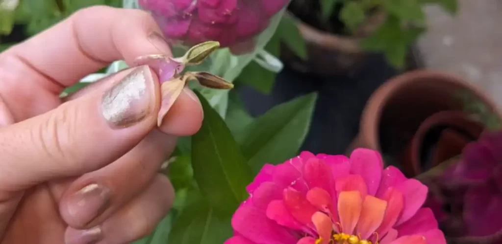 Saving seeds from pollinated zinnias can be when they are dried or still green, like these seeds