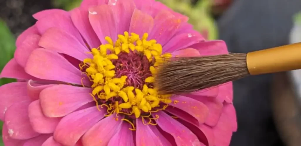 Artist paintbrush gathering pollen from a pink zinnia