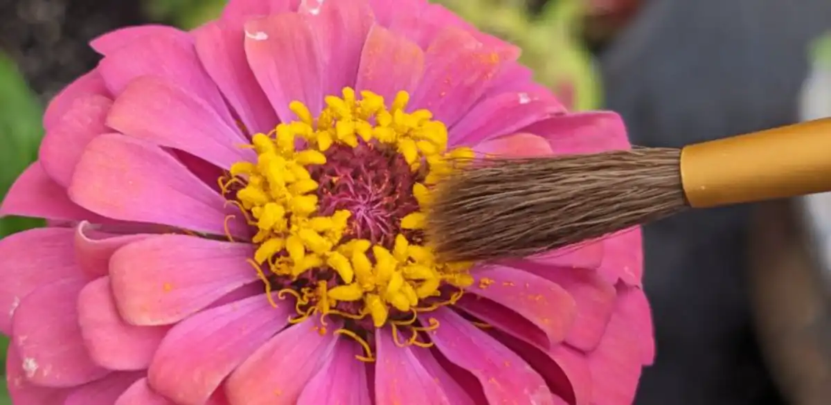 Picking up pollen with a paintbrush from a pink zinnia