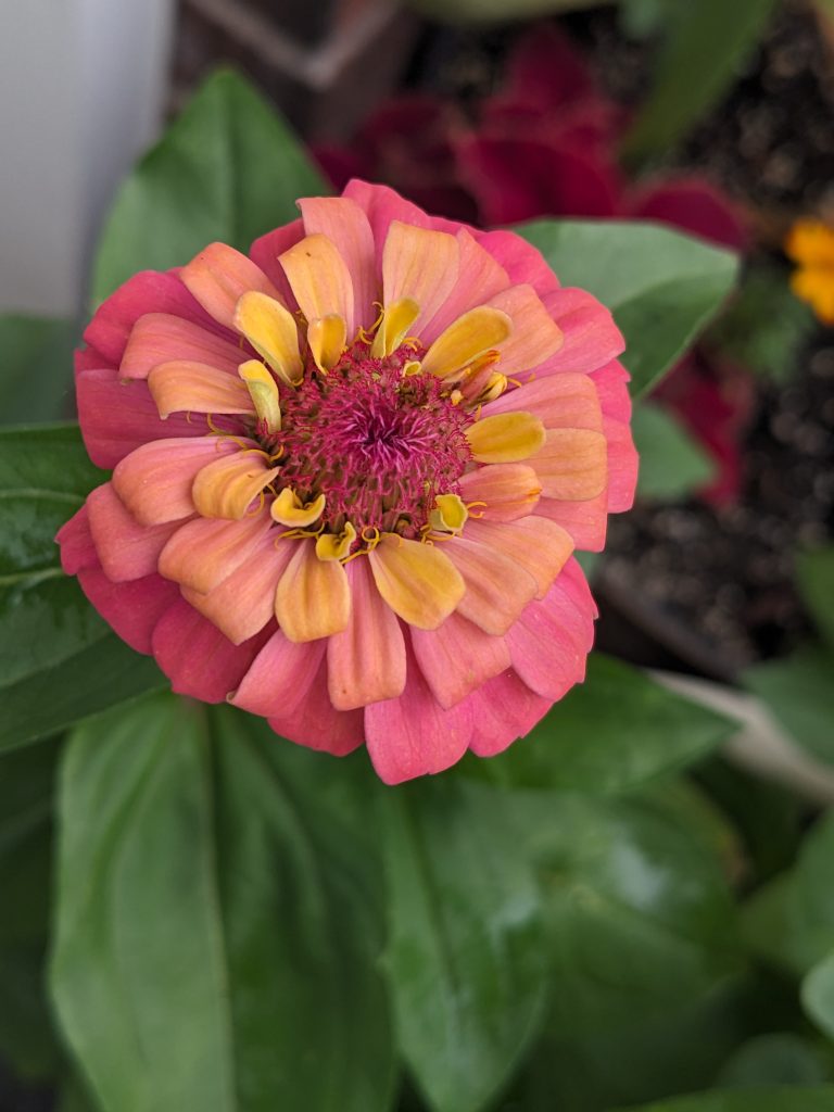 Ombre sunset zinnia with lots of petals